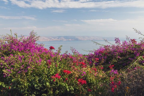 Purple and red bougainvillea flowers in garden overlooking the Sea of Galilee and the Golan Heights