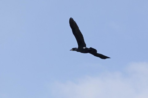 Cormorant in flight (Phalacrocorax carbo), Geltinger Birch, Goldhoeft, Nieby, Schlei,