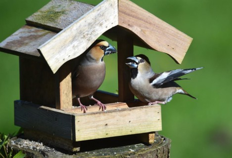 Hawfinch (Coccothraustes coccothraustes) during mating feeding in the bird house in spring