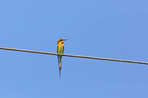 Blue-tailed bee-eater (Merops philippinus) against a blue sky, backwaters, Kumarakom, Kerala,