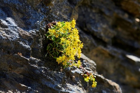 Yellow mountain saxifrage (Saxifraga aizoides) blooming in the mountains at Hochalpenstrasse,