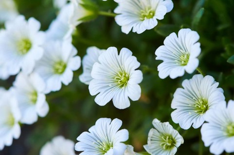 Alpine mouse-ear (Cerastium alpinum) blooming in the mountains at Hochalpenstrasse, Pinzgau,