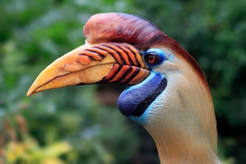Knobbed Hornbill, (Rhyticeros cassidix), adult, portrait, captive