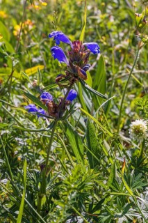 Flowering (Dracocephalum ruyschiana) wildflower on a meadow