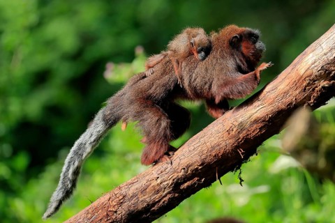 Coppery titi (Plecturocebus cupreus), adult, female, young animal, on mother's back, on tree,