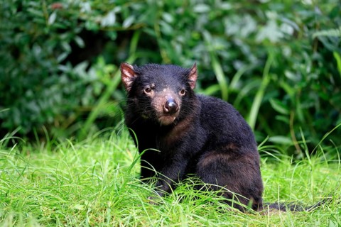Tasmanian devil (Sarcophilus harrisii), adult, vigilant, captive, Tasmania, Australia, Oceania
