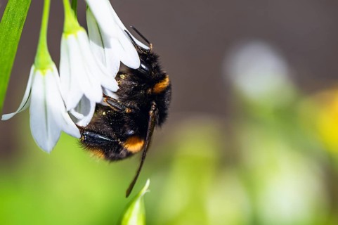 Bumblebee on Three-Cornered Leek, Snowbell, Allium triquetrum in forest at spring time
