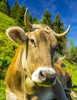 Single dairy cow, Allgaeu Brown cattle, alpine meadow, near Oberstdorf, Allgaeu, Bavaria, Germany,
