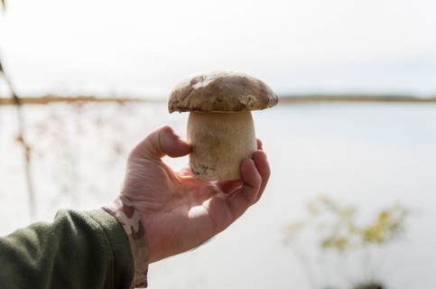 Hunting edible porcini mushrooms in the forest, Cambara do sul, Rio Grande do sul, Brazil, South