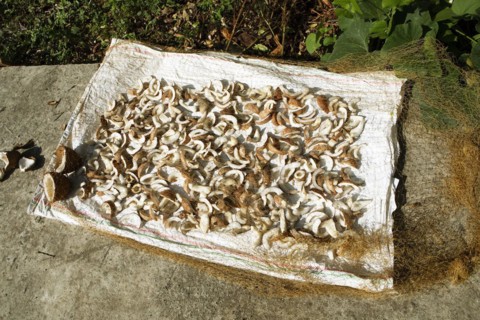 Pieces of coconut are laid out to dry under a net on the floor, Kerala, India, Asia