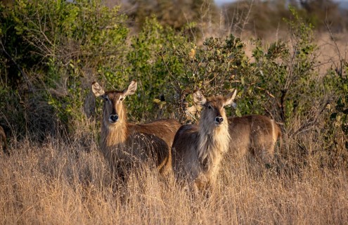 Ellipsen waterbuck (Kobus ellipsiprymnus), adult female animal in high grass in the evening light,