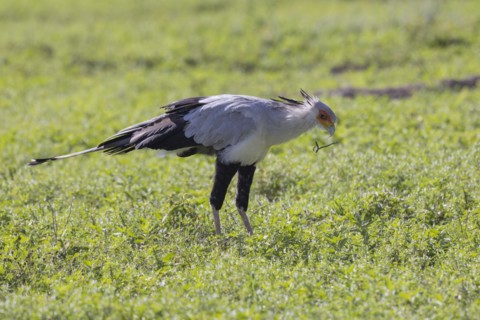 Secretary bird (Sagittarius serpentarius), with Snake, Ngorongoro Crater, Tanzania, Africa