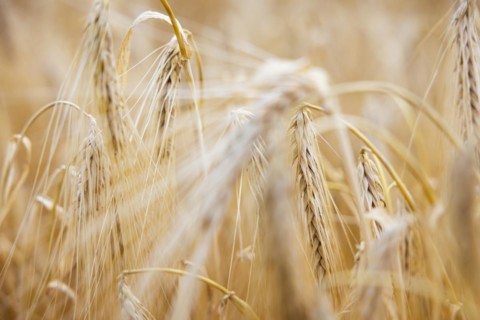 Close-up of ripe barley ears in a cornfield with blurred background, Cologne, North