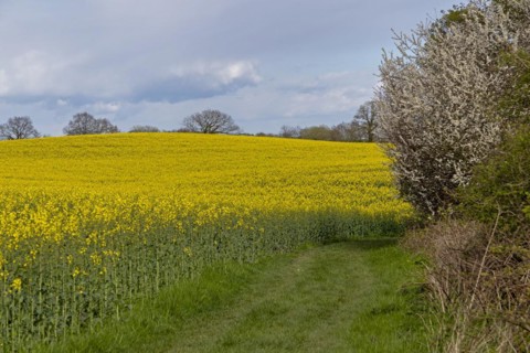 Rape field, flowering blackthorn, field path, Rabel, Schlei, Schleswig-Holstein, Germany, Europe