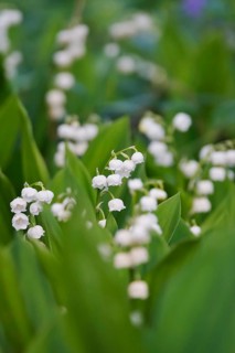 Lily of the valley, Germany, Europe