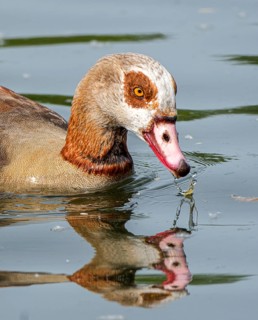 Egyptian geese (Alopochen aegyptiaca) in the River Main, Offenbach am Main, Hesse, Germany, Europe