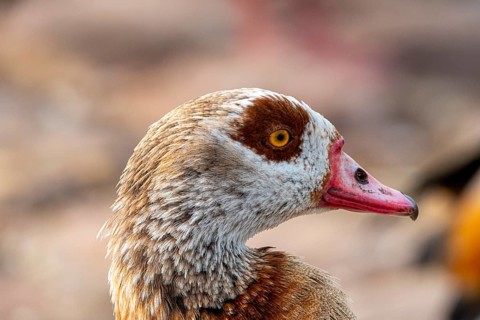 Egyptian geese (Alopochen aegyptiaca), head, portrait, on the banks of the Main, Offenbach am Main,