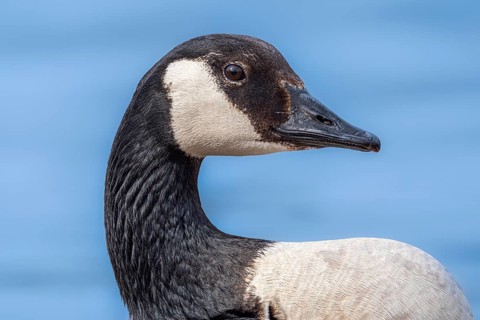 Canada goose (Branta canadensis) on the banks of the Main, Offenbach am Main, Hesse, Germany,