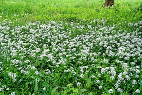 Wild garlic blossom (Allium ursinum) in the Leipzig riparian forest in spring, Leipzig, Saxony,