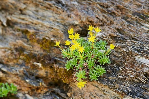 Yellow mountain saxifrage (Saxifraga aizoides) blooming in the mountains at Hochalpenstrasse,