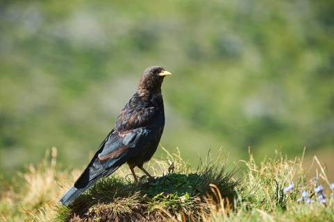 Yellow-billed chough (Pyrrhocorax graculus) sitting on a meadow in the mountains at