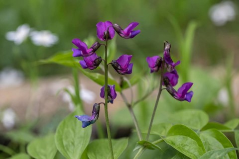 Spring vetch (Lathyrus vernus), Hainich, Thuringia, Germany, Europe