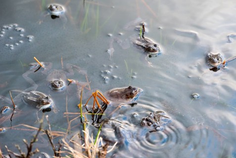 Common frog (Rana temporaria), amphibian of the year 2018, several frogs swimming in a pond with