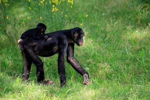 Bonobo, bonobo (Pan Paniscus), female, adult, young animal, feeding, Great ape, Primate,