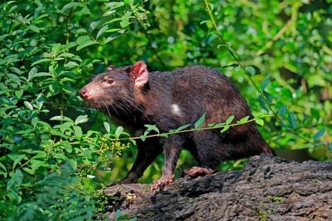 Tasmanian devil (Sarcophilus harrisii), adult, vigilant, on tree trunk, captive, Tasmania,