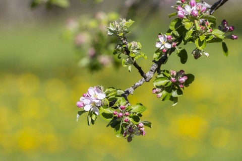 Flowering fruit trees in the orchards of the Swabian Alb, flowering apple tree, Weilheim an der