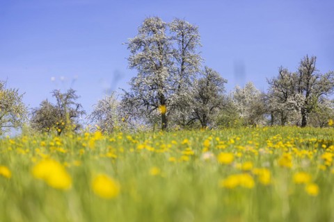Flowering fruit trees in the orchards of the Swabian Alb, flowering apple tree, Weilheim an der