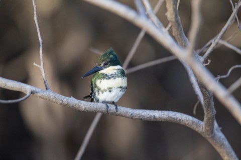 Green Kingfisher (Chloroceryle americana) Pantanal Brazil