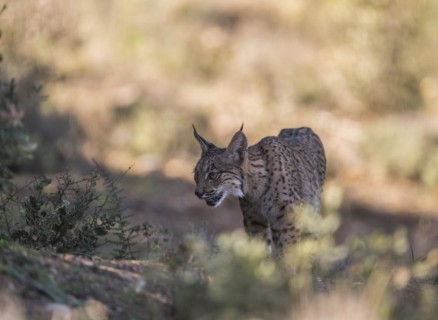 Iberian lynx young animal, Iberian lynx (Lynx pardinus), Extremadura, Castilla La Mancha, Spain,