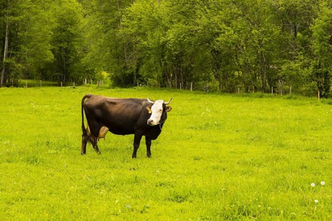 Single dairy cow, Vorderwaelder cattle, Vorderwaelder, Loretto meadows, near Oberstdorf, Allgaeu,