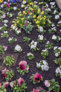Pansies (Viola x wittrockiana), and daffodils (Narcissus), Allgaeu, Swabia, Bavaria, Germany,