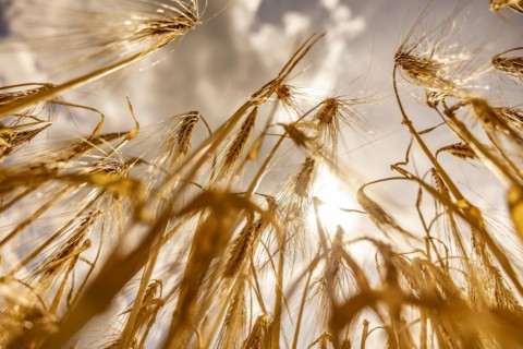 Golden, light-flooded barley field with breaking sunbeams and dramatic clouds in the sky from a