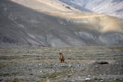 Himalayan marmot (Marmota himalayana), Tian Shan Mountains, Jety Oguz, Kyrgyzstan, Asia