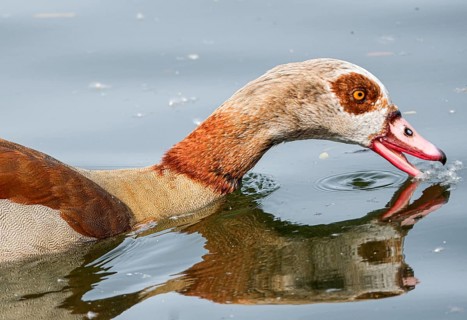 Egyptian geese (Alopochen aegyptiaca) in the River Main, Offenbach am Main, Hesse, Germany, Europe