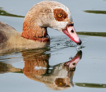 Egyptian geese (Alopochen aegyptiaca) in the River Main, Offenbach am Main, Hesse, Germany, Europe