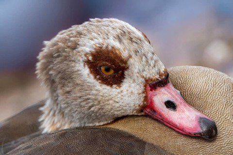 Egyptian geese (Alopochen aegyptiaca) on the River Main, Offenbach am Main, Hesse, Germany, Europe
