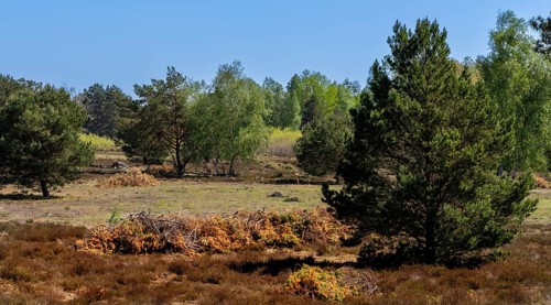 Schoenower Heide nature reserve, Schoenow, Brandenburg, Germany, Europe
