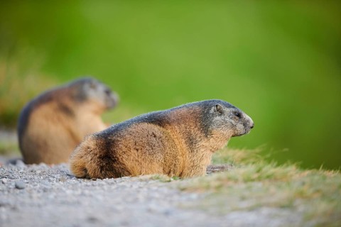 Alpine marmot (Marmota marmota) beside a trail in summer, Grossglockner, High Tauern National Park,