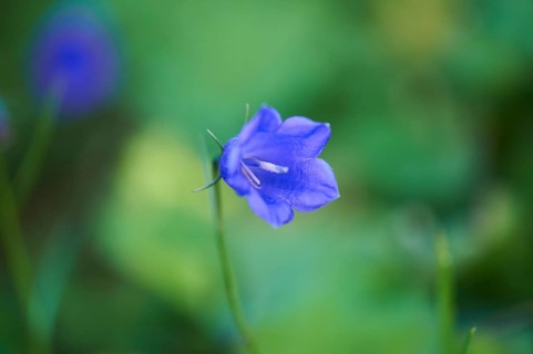 Earleaf bellflower (Campanula cochleariifolia) blooming in the mountains at Hochalpenstrasse,
