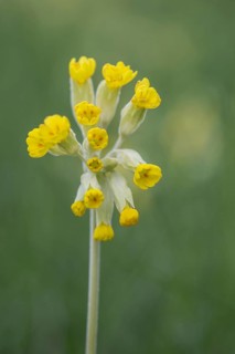 Common cowslip (Primula veris), Thuringia, Germany, Europe