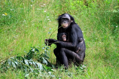 Bonobo, bonobo (Pan Paniscus), female, adult, young animal, feeding, Great ape, Primate,