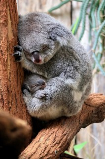 Koala (Phascolarctos cinereus), adult with young animal, sleeping, on tree, mother with young