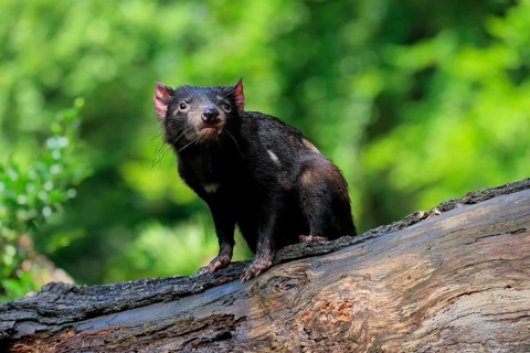 Tasmanian devil (Sarcophilus harrisii), adult, vigilant, on tree trunk, captive, Tasmania,