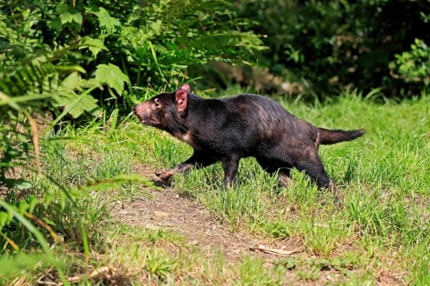 Tasmanian devil (Sarcophilus harrisii), adult, vigilant, running, captive, Tasmania, Australia,