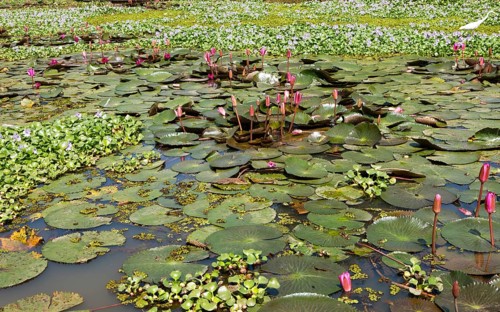 Nymphaea pubescens or hairy water lily or pink water lily, Backwaters, Kerala, India, Asia