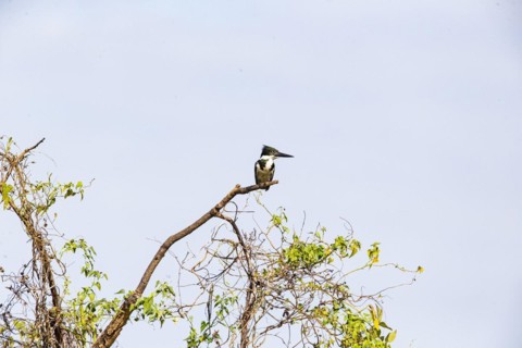 Green Kingfisher (Chloroceryle americana) Pantanal Brazil